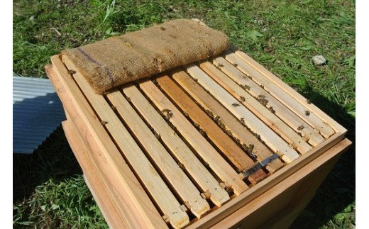 G-50　たつの市産はちみつ（百花）天然無添加　250g×3瓶